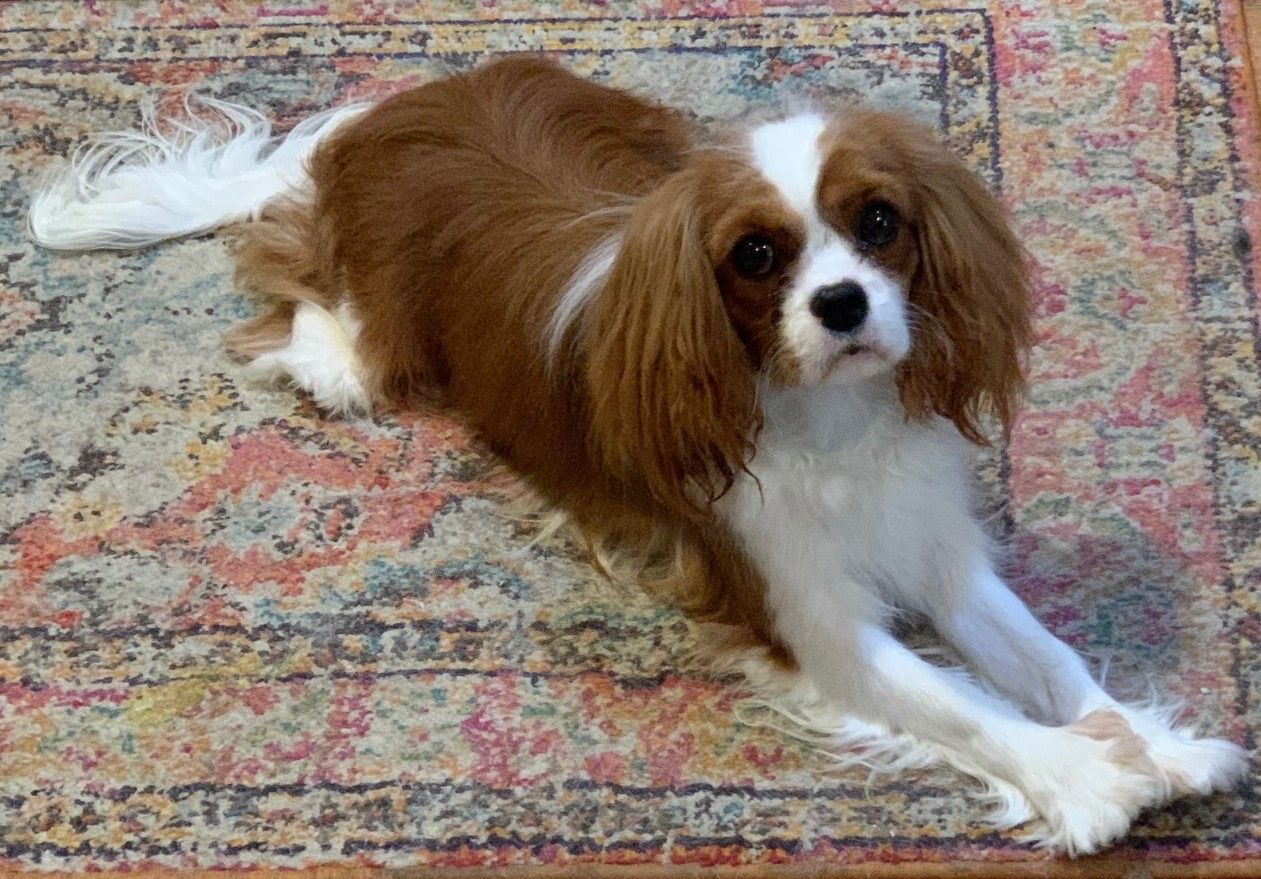 Japanese chin best sale king charles mix