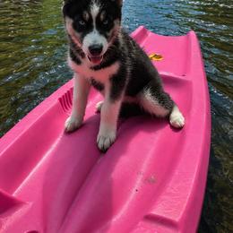 Sabre - Black and white female Siberian Husky puppy in Spring Hill, Florida from Whitmore Wolfpack LLC