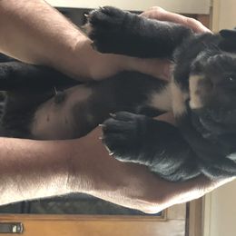 Olde English Bulldogge Puppies from Gods Of Olympus Bulldogges