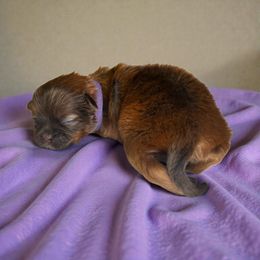 AKC-Hazel - Liver female Shih Tzu puppy in Mooresville, North Carolina from Juji Shih Tzu