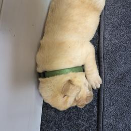 Elias Green collar - Yellow male Labrador Retriever puppy in Greenwich, Ohio from Pure Gem Kennel