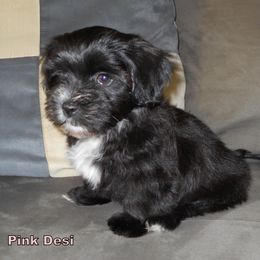 Havanese Puppies from Court Jester Havanese