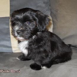 Havanese Puppies from Court Jester Havanese
