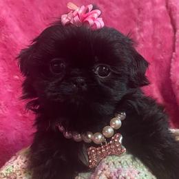 Prue-Black beauty - Black female Shih Tzu puppy in Lawrenceville, Georgia from Beauty's Shih Tzu (Georgia)
