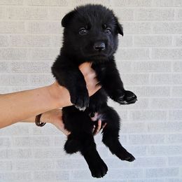 Bela Lugosi - Black male German Shepherd puppy in Winston Salem, North Carolina from Samtastic Shepherds