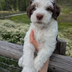 Green Boy - Brown male Whoodle puppy in Kalispell, Montana from Countryman Whoodles