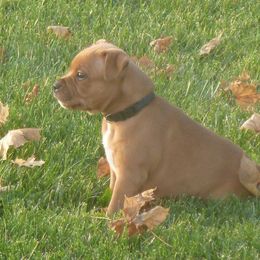 Staffordshire Bull Terrier Puppies from Neverland Staffords