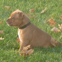 Staffordshire Bull Terrier Puppies from Neverland Staffords