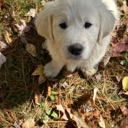 Golden Retriever Puppies from Avalon English Retrievers