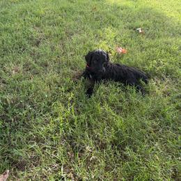 MT Nest's Jesse James - Black male Goldendoodle puppy in Clyde, Texas from MTNest Doodles