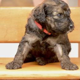 Assorted Doodle Crosses, Bernedoodle, and Goldendoodle Puppies from Central Florida Bernedoodles
