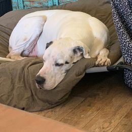 Great Danes and Russell Terriers from Claddagh Pastures