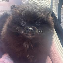 Zion - Black male Pomeranian puppy in Kansas City, Missouri from S&K Pomeranians