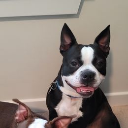 Boston Terrier All Grown Up from Harvey's Baby Bostons