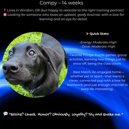 Compy - Black Labrador Retriever puppy in Winston, Oregon from Feywild Kennels