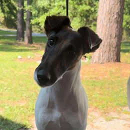 Ch kamakris made ya look - White tan and black female Smooth Fox Terrier puppy in Maplesville, Alabama from KamaKris Kennel
