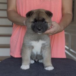 Ranger- Boy 1 - Brown male Akita puppy in Coopersburg, Pennsylvania from Main Street Akitas