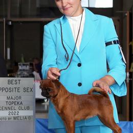 Brussels Griffons from Oltann Griffons