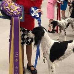 Salukis from Sundog Saloon Salukis