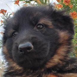Ellie - Black and red German Shepherd puppy in Wittmann, Arizona from Minerd Ranch