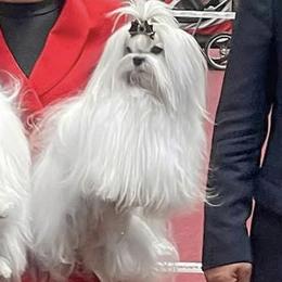 PARADISE STAR MASTRETTA - Maltese