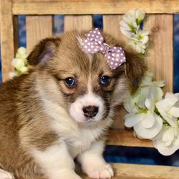 Daisy - Red female Pembroke Welsh Corgi puppy in East Canton, Ohio from Victorian Farms