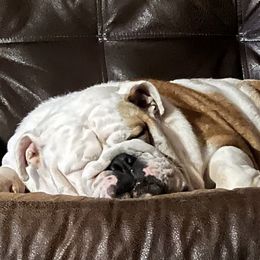 Bulldogs from Ozark Bulldogs