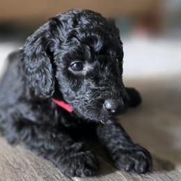 Buckeye - Black male Poodle puppy in El Paso, Texas from Greyzer Poodles