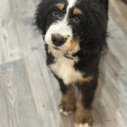 Brown - Tri-color male Bernedoodle puppy in Pasco, Washington from Camp Doodle Woods