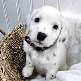 Mandalore - White and black male Dalmatian puppy in Gray, Georgia from Fuller Spots