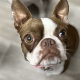 Boston Terriers from Little Miss and Mister Boston Terriers