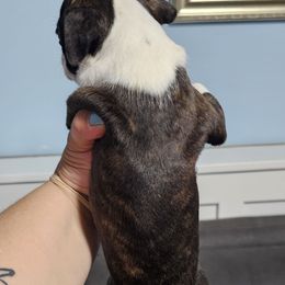 Orion - Brindle and white male Boston Terrier puppy in Columbus, Ohio from Bryn's AKC Bostons
