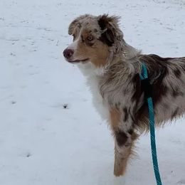 Aussiedoodles, Labradoodles, and Poodles from Montanas Beartooth Doodles