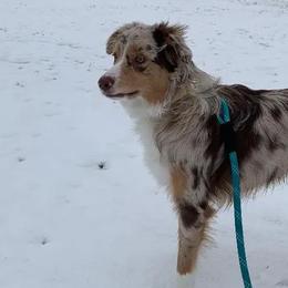 Aussiedoodles, Labradoodles, and Poodles from Montanas Beartooth Doodles
