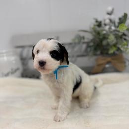 Christmas Vacation - Tri-color female Bernedoodle puppy in Hegins, Pennsylvania from Bubbling Springs Doodles, LLC