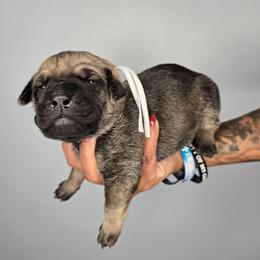 Samson - Gray and fawn male Cane Corso puppy in Elkhart, Indiana from Martins Almighty Cane Corsos