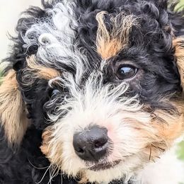 Alexa - Tri-color Bernedoodle puppy in Angola, Indiana from Danae's Bernedoodles