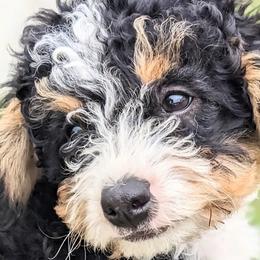 Alexa - Tri-color Bernedoodle puppy in Angola, Indiana from Danae's Bernedoodles