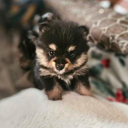 Ace - Black and tan male Pomeranian puppy in Wimberley, Texas from Pitter Patter Poms