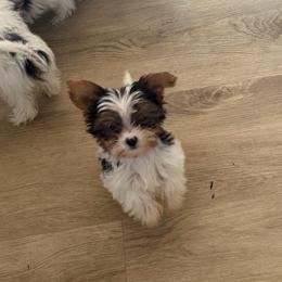 Spots, Oreo - Parti male Yorkshire Terrier puppy in Jamul, California from Socal Puppy