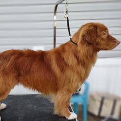 Rudder - Nova Scotia Duck Tolling Retriever
