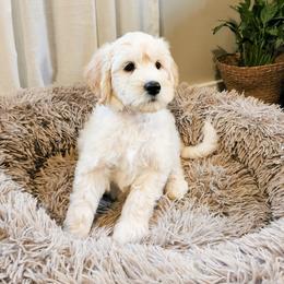 Goldendoodle Puppies from Sandy Creek Doodles