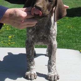 German Shorthaired Pointer Puppies from TRF German Shorthaired Pointers
