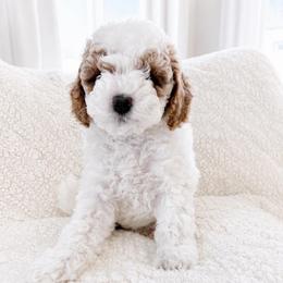 Boaz AKA Louis - Blenheim male Cavapoo puppy in Ephrata, Washington from Mustard Seed Doodle Co.