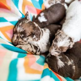 Goldendoodle Puppies from The W Doods