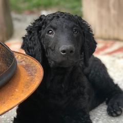 Curly-Coated Retrievers from Elflock Curlies