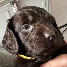 Girl 4 Yellow - Liver female Boykin Spaniel puppy in Stapleton, Alabama from Taensas Boykins