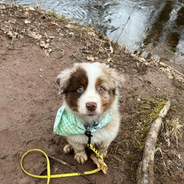 Australian Shepherd Puppies from Burdock Hill Australian Shepherds