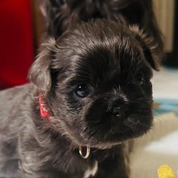 Shitz Tzu - Silver male Shih Tzu puppy in Merrillville, Indiana from Gibbs Gorgeous Paws LLC