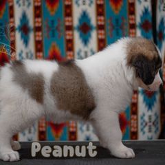 Peanut - White female Tornjak puppy in Albright, West Virginia from Pine Spring Farm